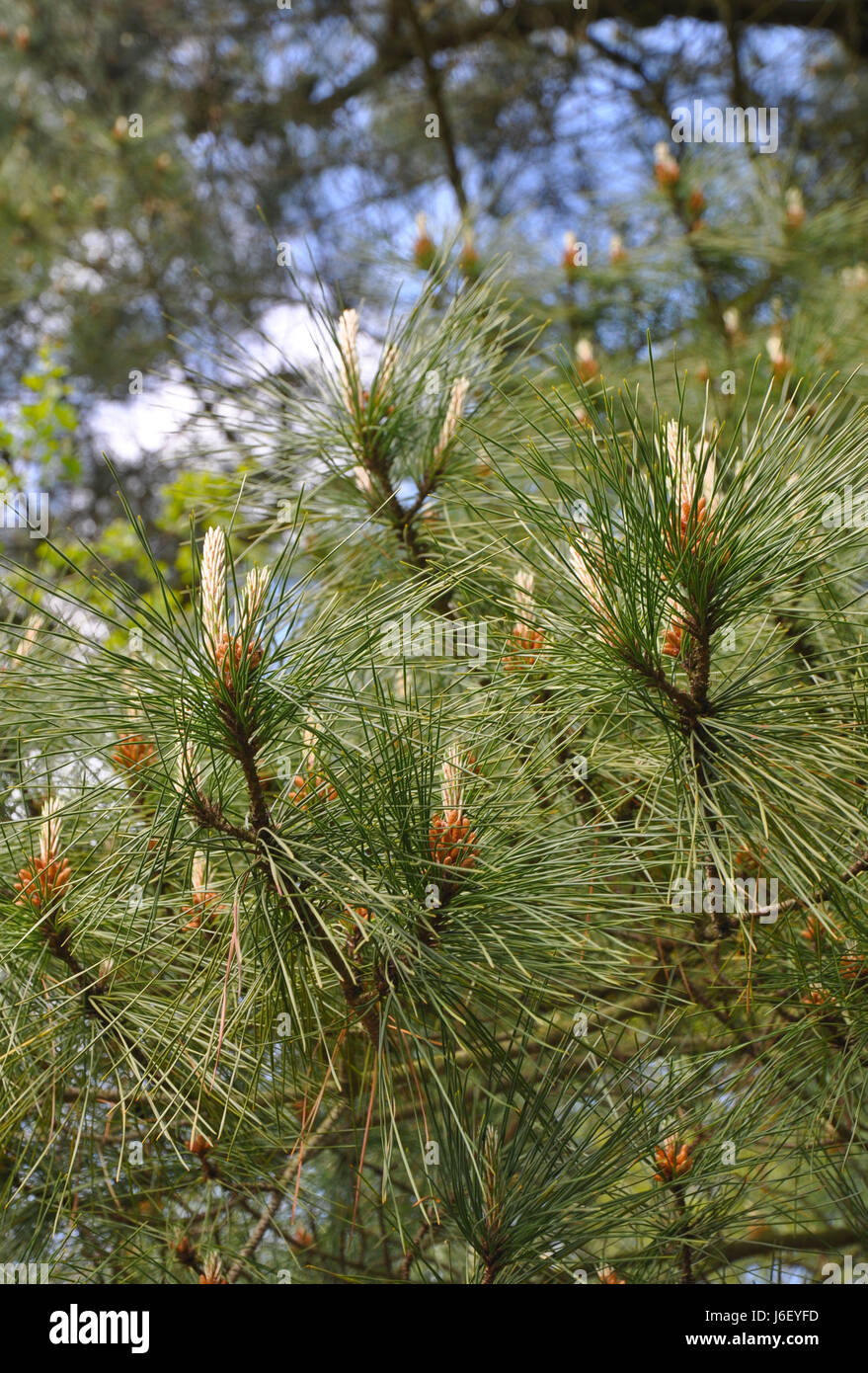 lodgepole pine cones Stock Photo