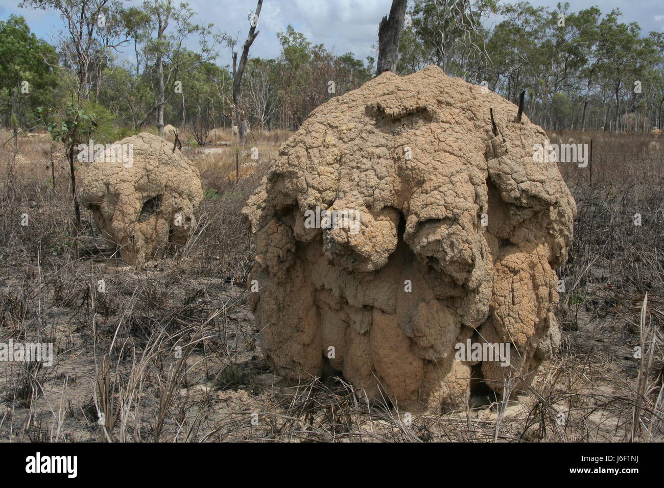 australia nest termites ants termite hill termite insect colony woods