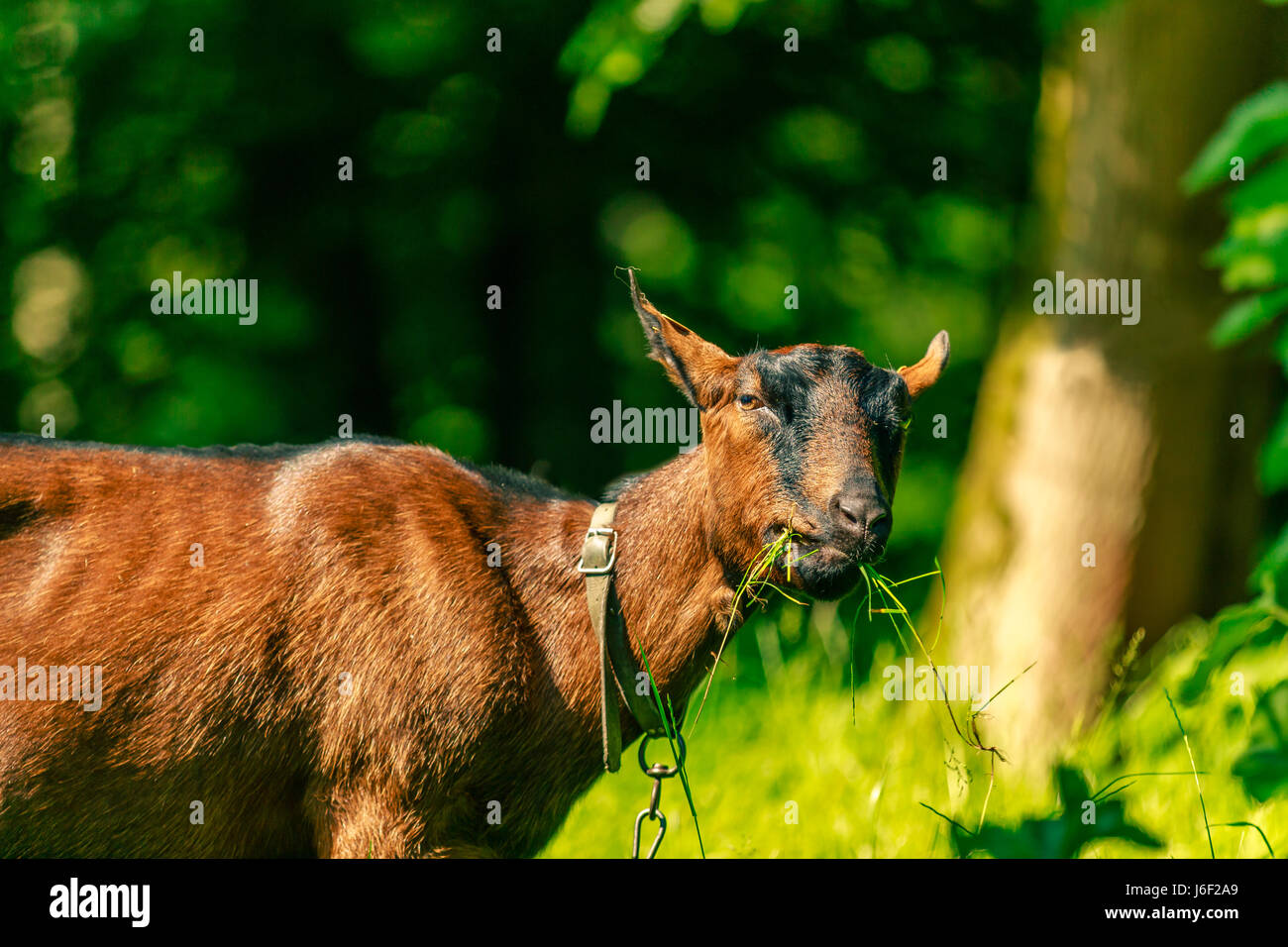 Brown goat eating grass looking into the camera on a sunny day. Outdoor museum Bokrijk, Flanders, Belgium, Europe. Stock Photo