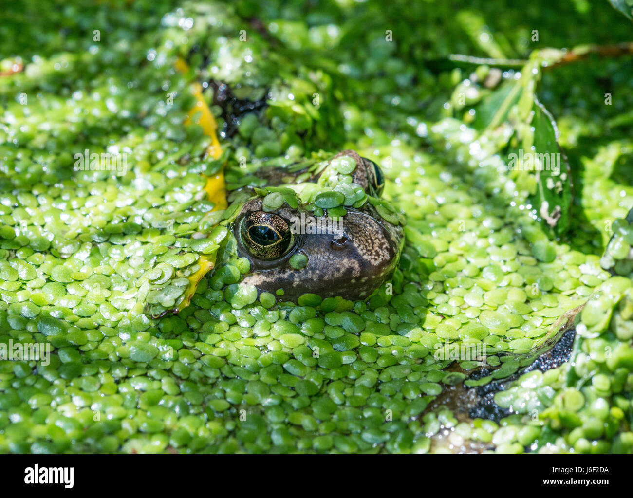 Froglet poking its head through duckweed in a garden pond Stock Photo