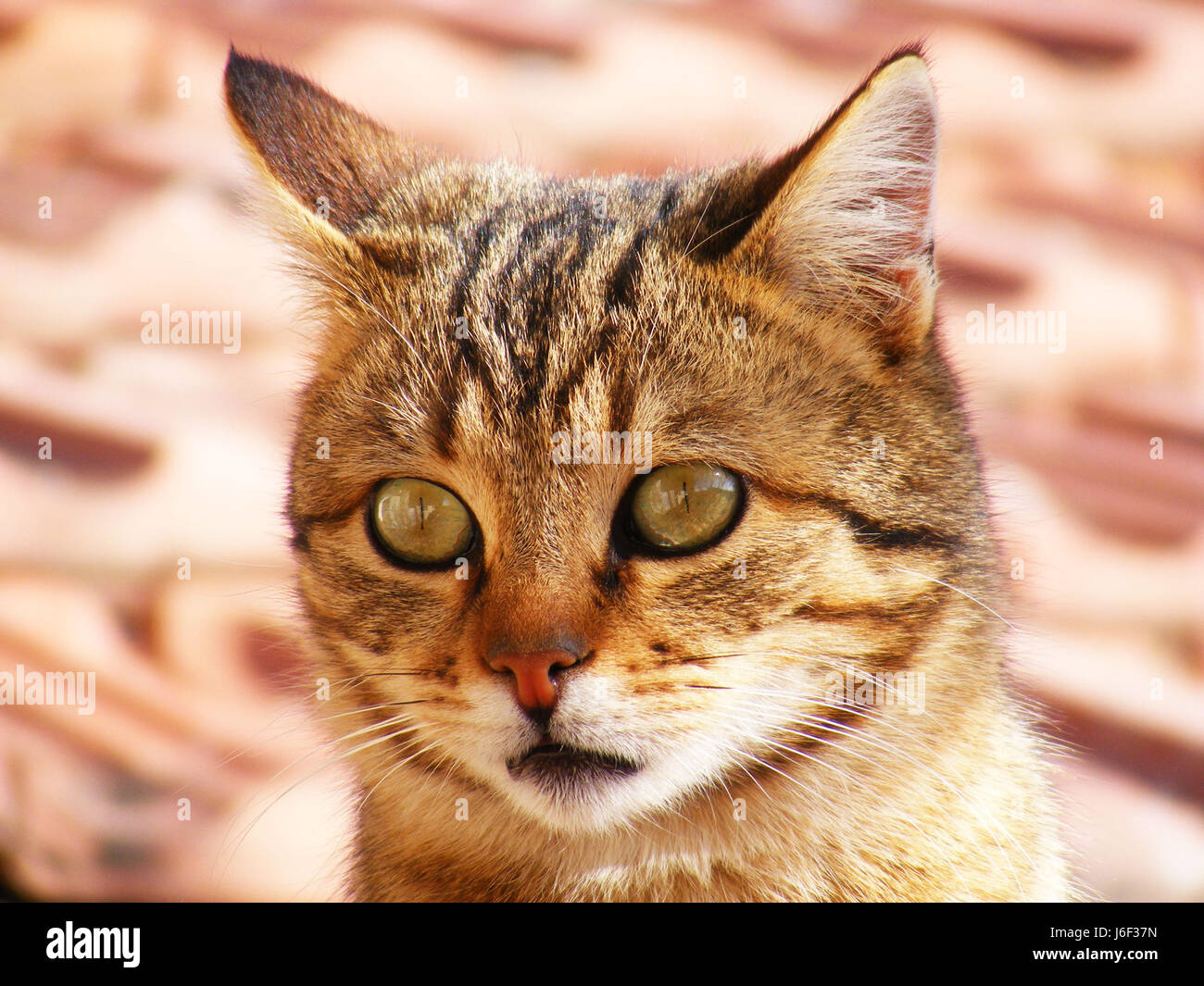 Cat pictures, cat eyes, pictures of the most beautiful cat eyes, cute cat, innocent cat pictures, close-up cat pictures, brown cat, van cat, eyes Stock Photo - Alamy Cat pictures, cat eyes, pictures of the most beautiful cat eyes, cute cat, innocent cat pictures, close-up cat pictures, brown cat, van cat, eyes Stock Photo - Alamy
