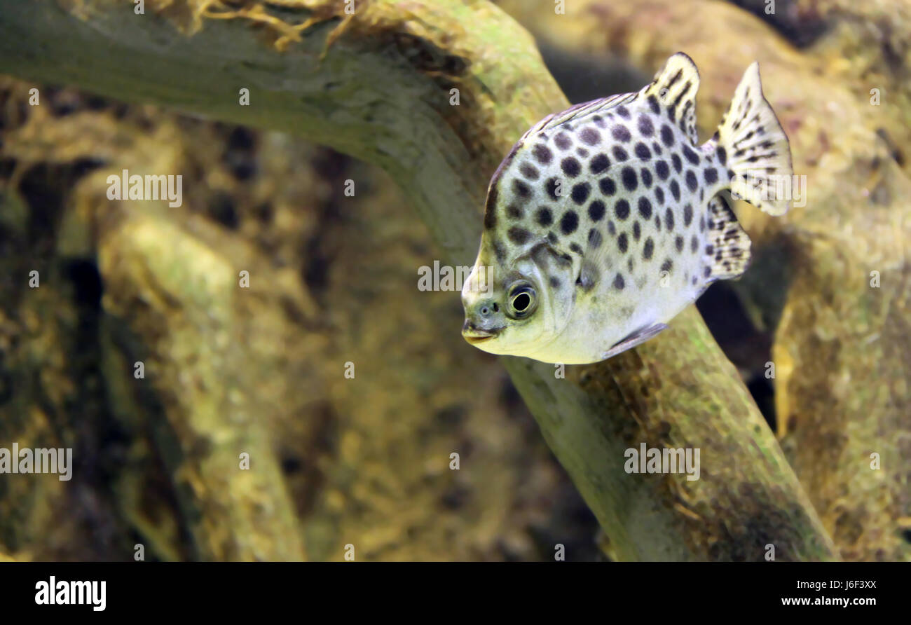 scatophagus argus Stock Photo