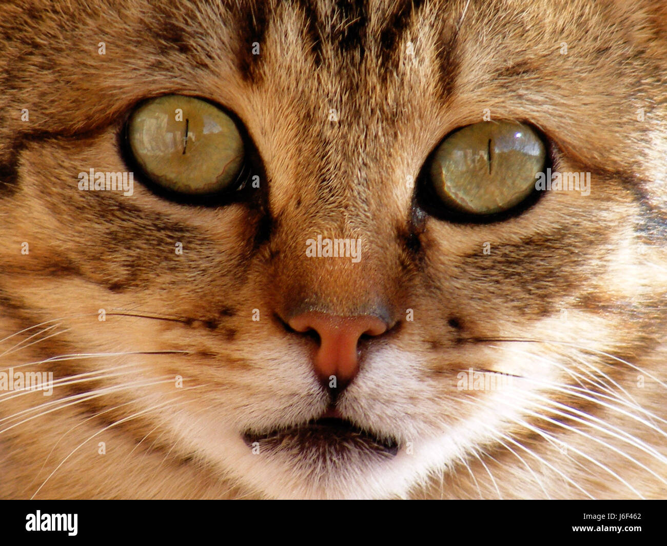 Most beautiful cat best sale eyes