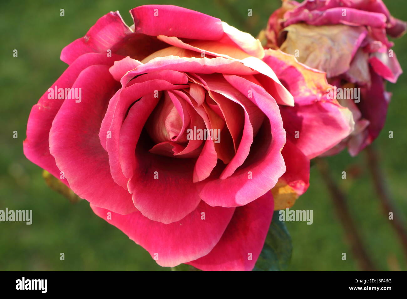 Pink rose flower in a garden Stock Photo - Alamy
