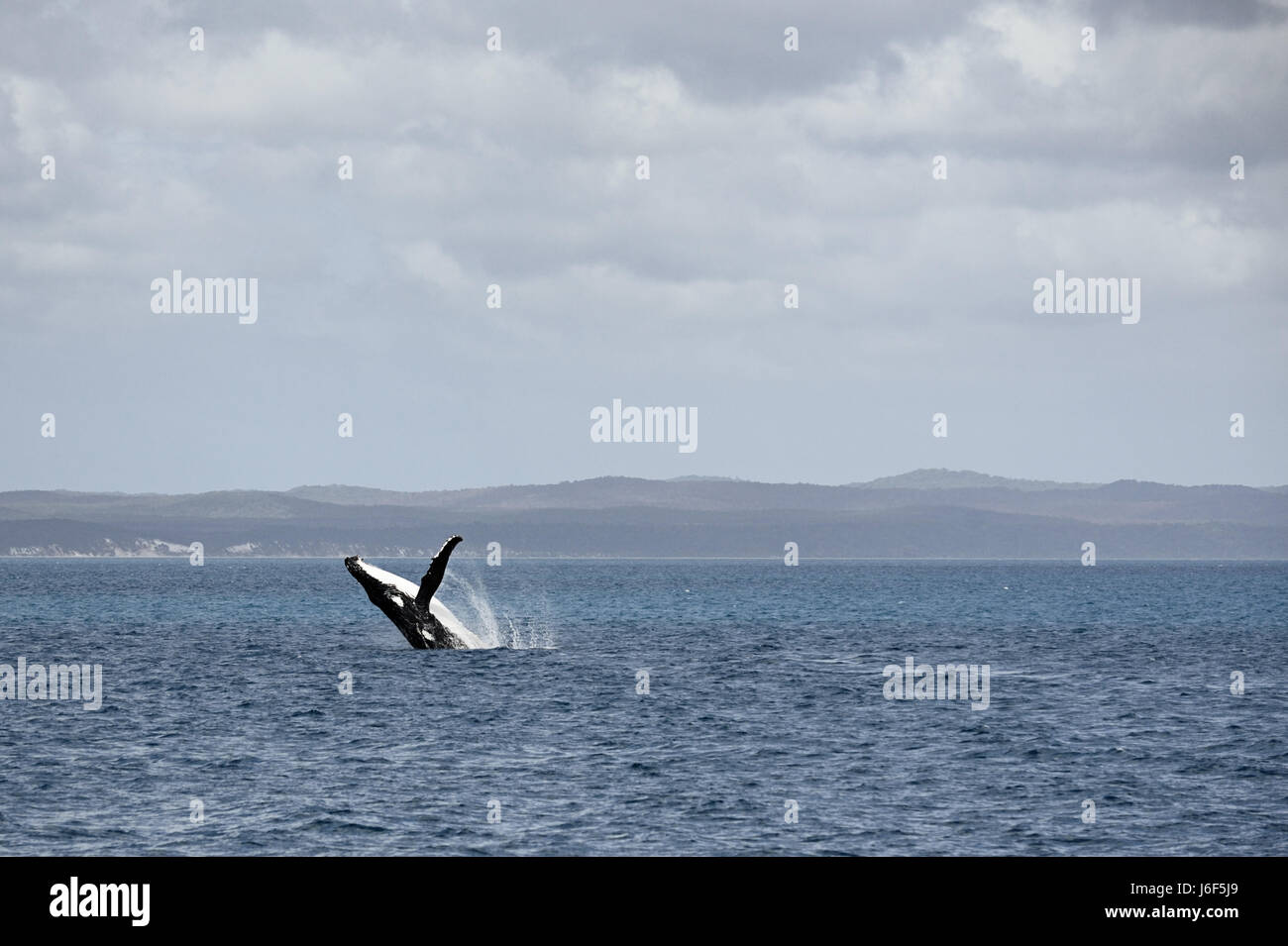 humpback before fraser iceland australia Stock Photo