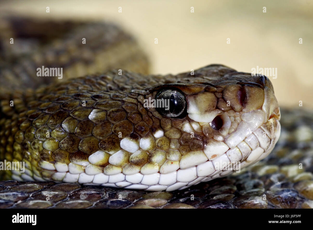 desert wasteland snake reptiles rattlesnake poisonous snake toxic