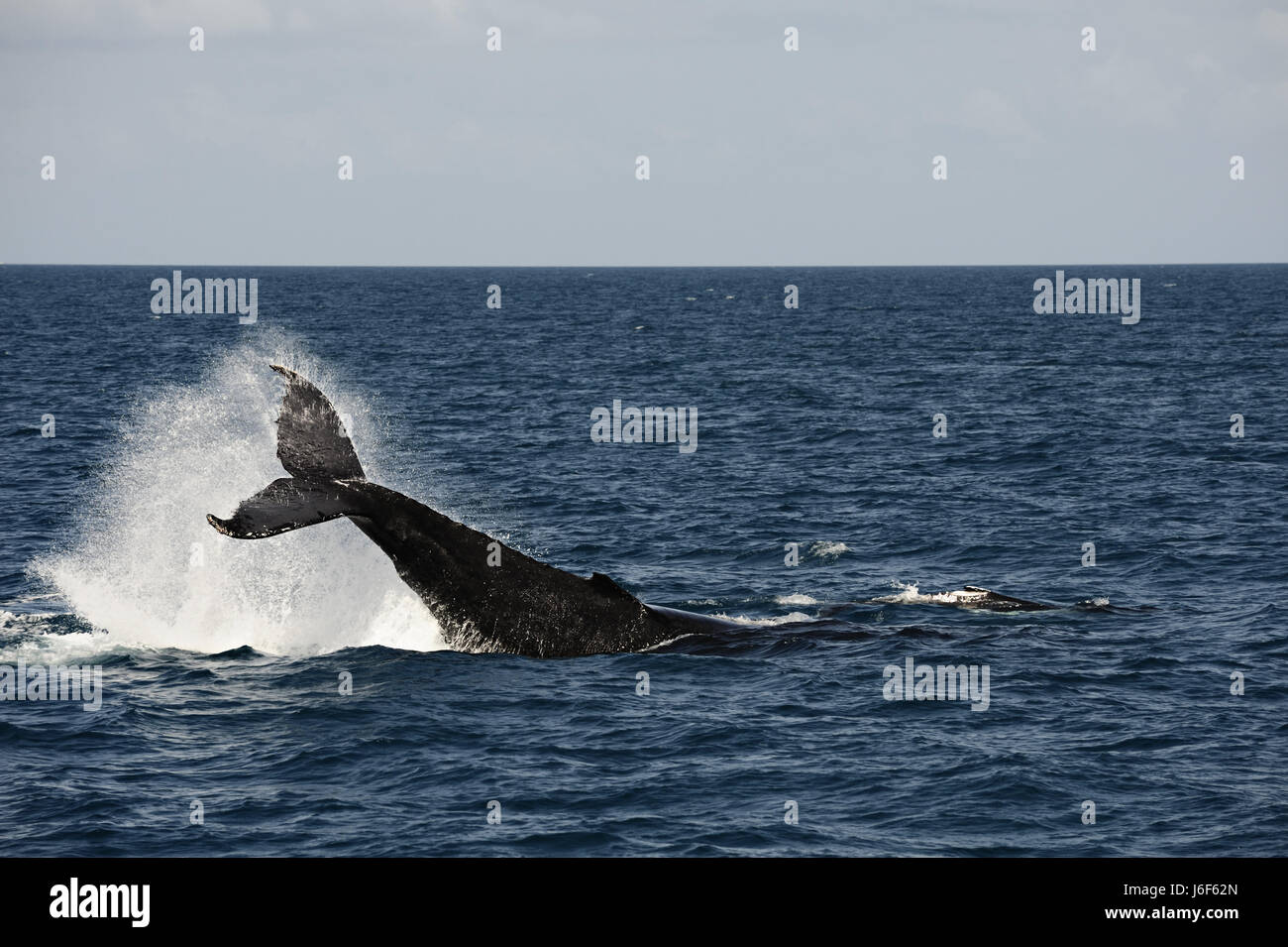 animal wildlife whale animal mammal wild waves australia spring bouncing Stock Photo