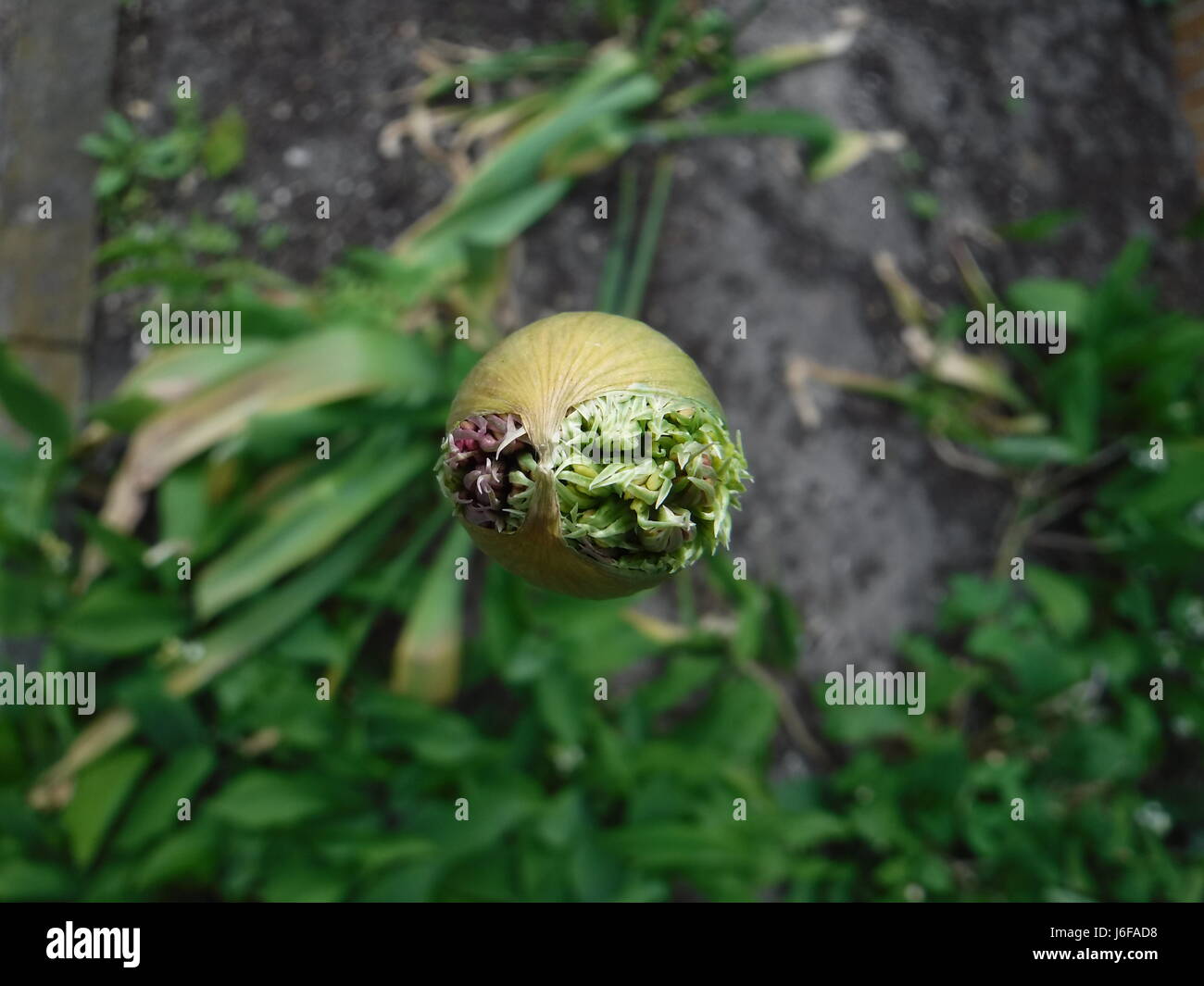 Birds eye view of flower hi-res stock photography and images - Alamy