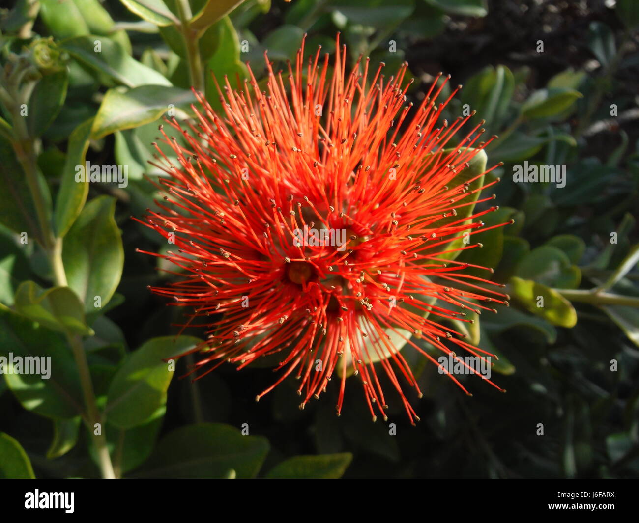 Pohutukawa, New Zealand Christmas Tree Flower Stock Photo