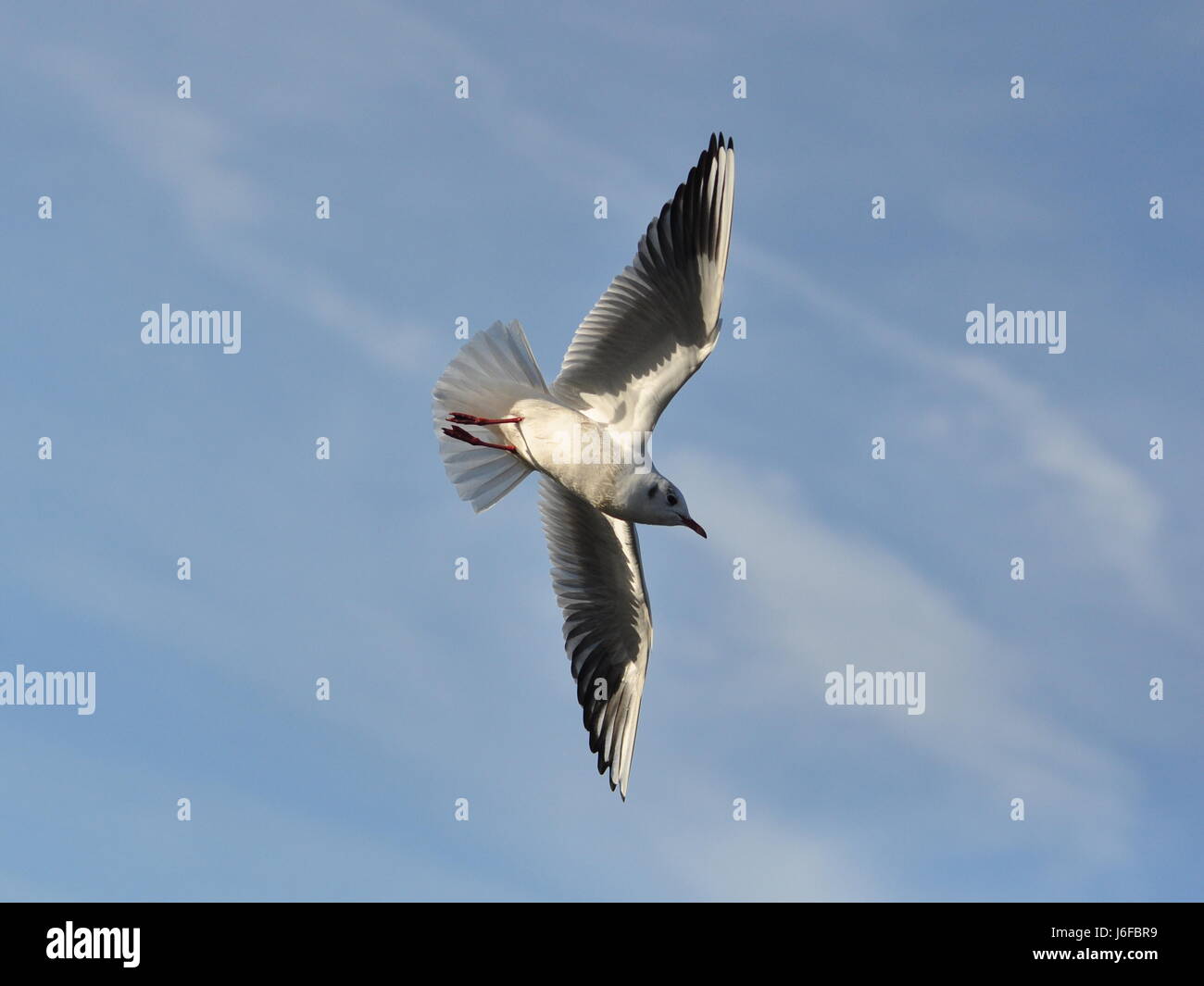 blue flight bird birds nose dive wing feather firmament sky seagull