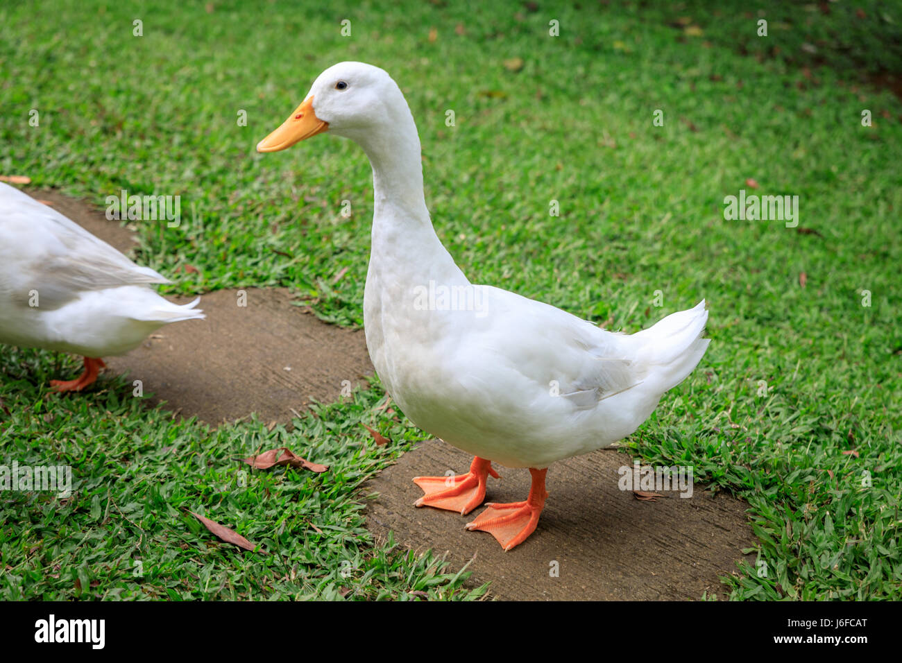White ducks on the wild grass in the Philippines Stock Photo Alamy