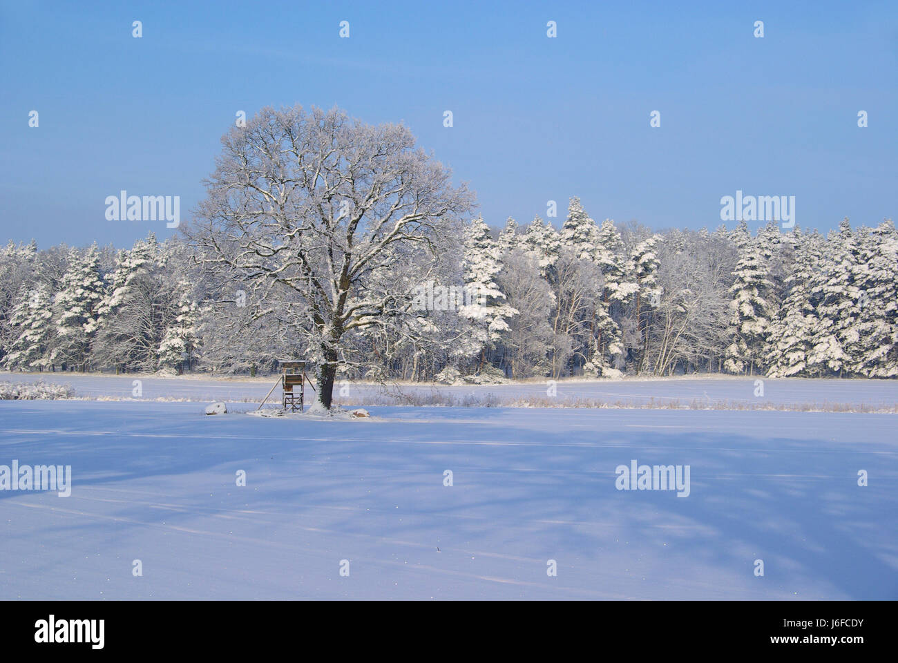 tree winter cold field snow forest blue tree winter cold pine field ...