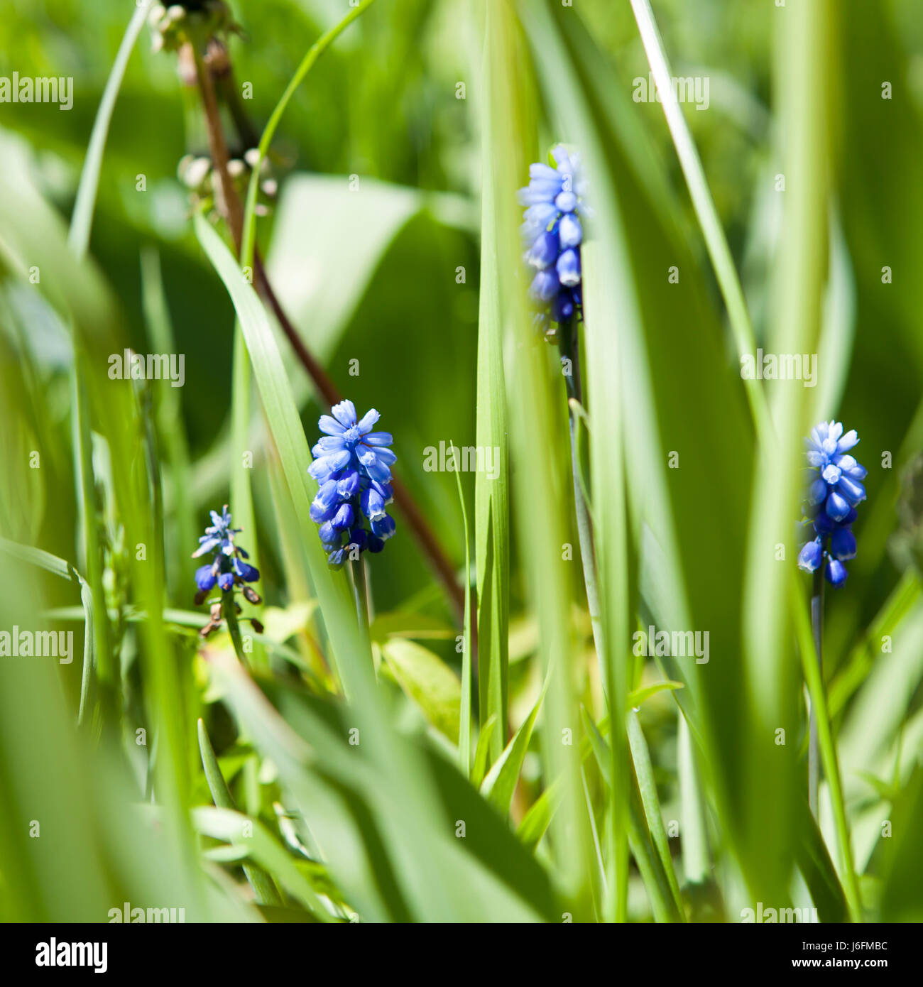 Muscari aucheri 'Blue Magic' , Grape hyacinth - March Stock Photo