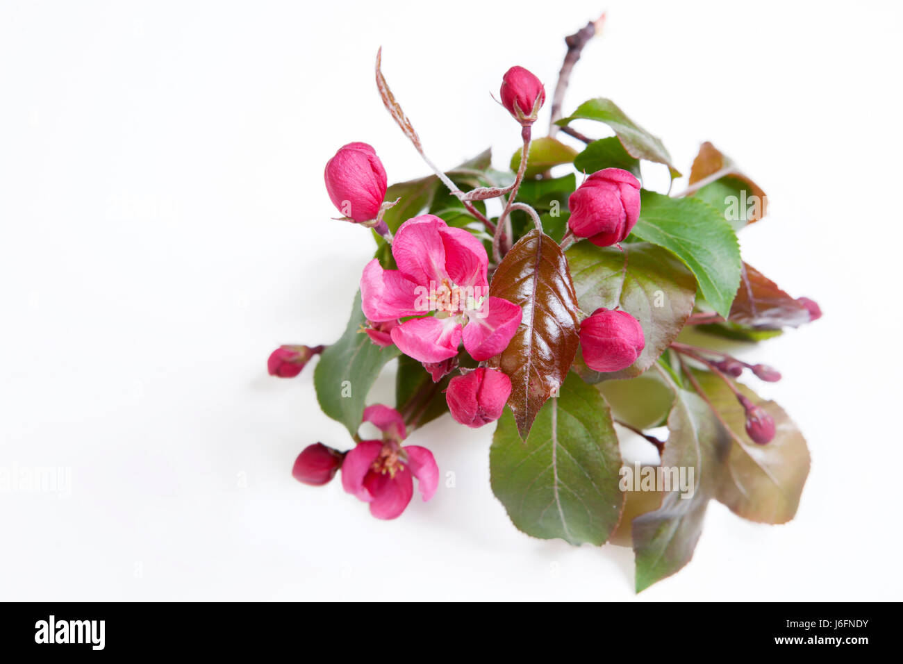 Flowers of an apple-tree of Nedzvetsky (Malus niedzwetzkyana Dieck ...