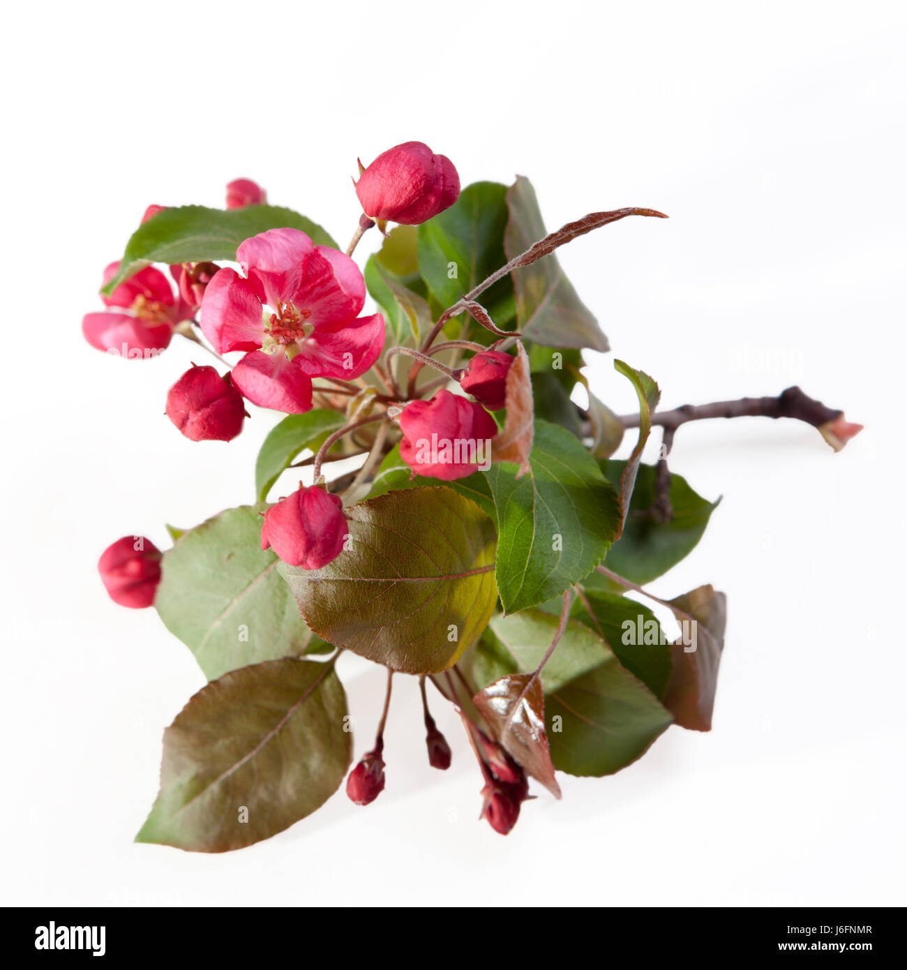 Flowers of an apple-tree of Nedzvetsky (Malus niedzwetzkyana Dieck ...