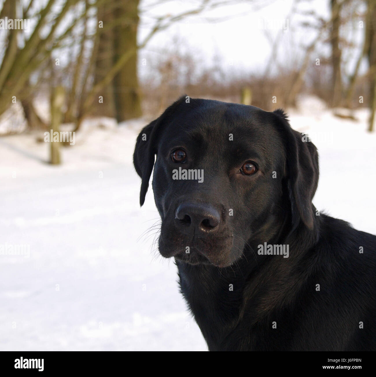 dog portrait in snow Stock Photo - Alamy