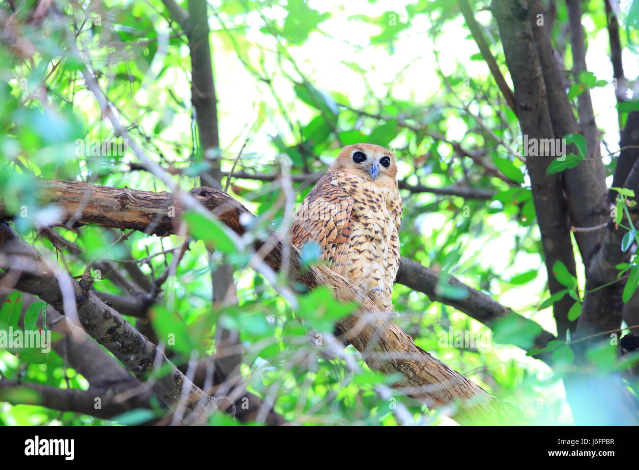 Pel's fishing owl (Scotopelia peli) in Zambia Stock Photo