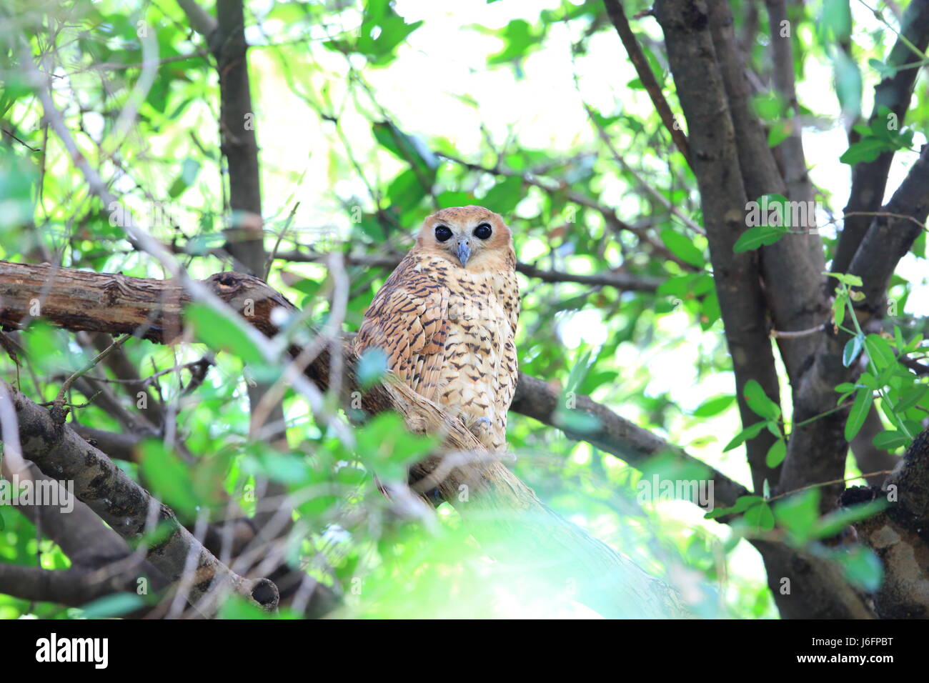Pel's fishing owl (Scotopelia peli) in Zambia Stock Photo