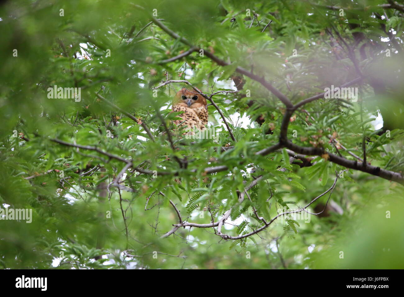 Pel's fishing owl (Scotopelia peli) in Zambia Stock Photo