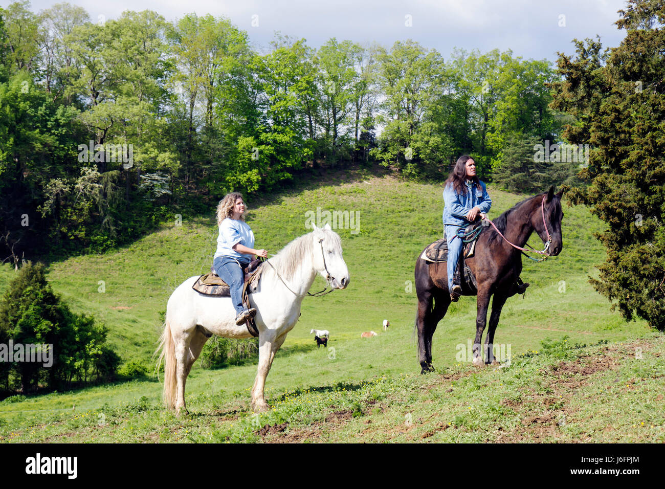 Sevierville Tennessee,Smoky Mountains,Five Oaks Riding Stables,horseback riding,woman female women,Native American,man,trail guide,horse,animal,equest Stock Photo