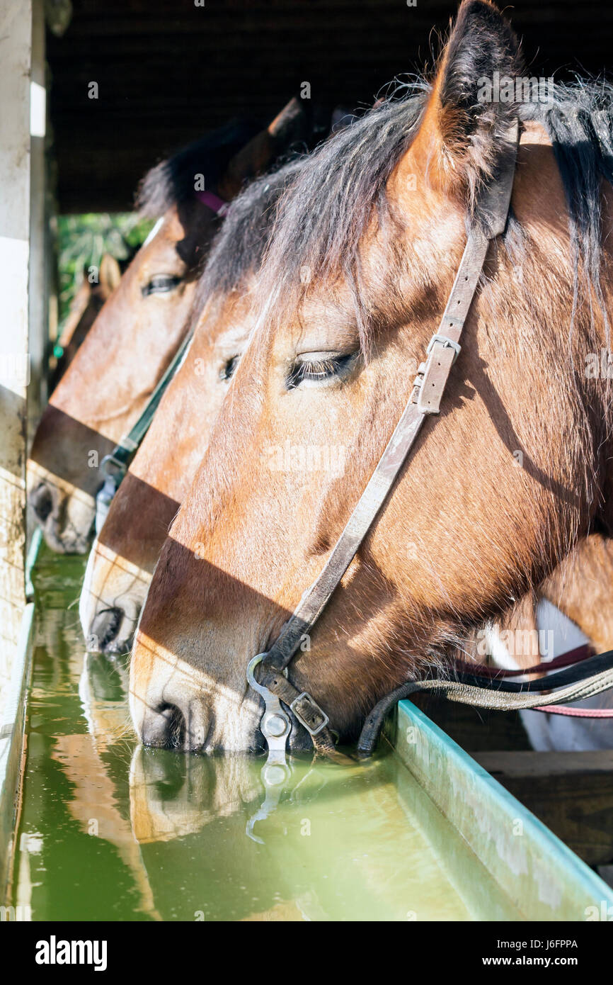 Sevierville Tennessee,Smoky Mountains,Five Oaks Riding Stables,horses,brown,equine,animal,head,water trough,drink drinks,beverage,drink drinks drinkin Stock Photo
