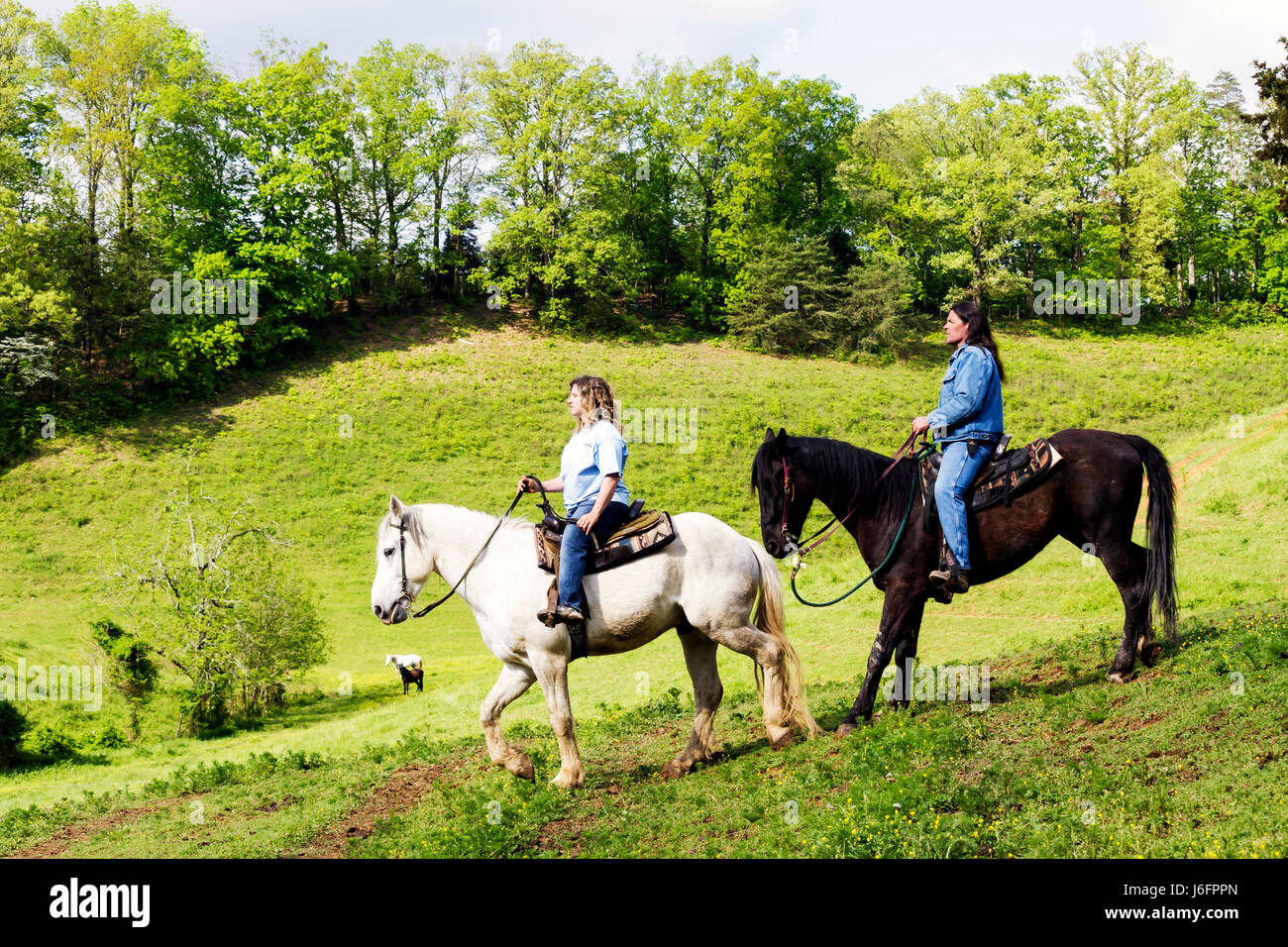 Sevierville Tennessee,Smoky Mountains,Five Oaks Riding Stables,horseback riding,adult adults woman women female lady,Native American,man,trail guide,h Stock Photo