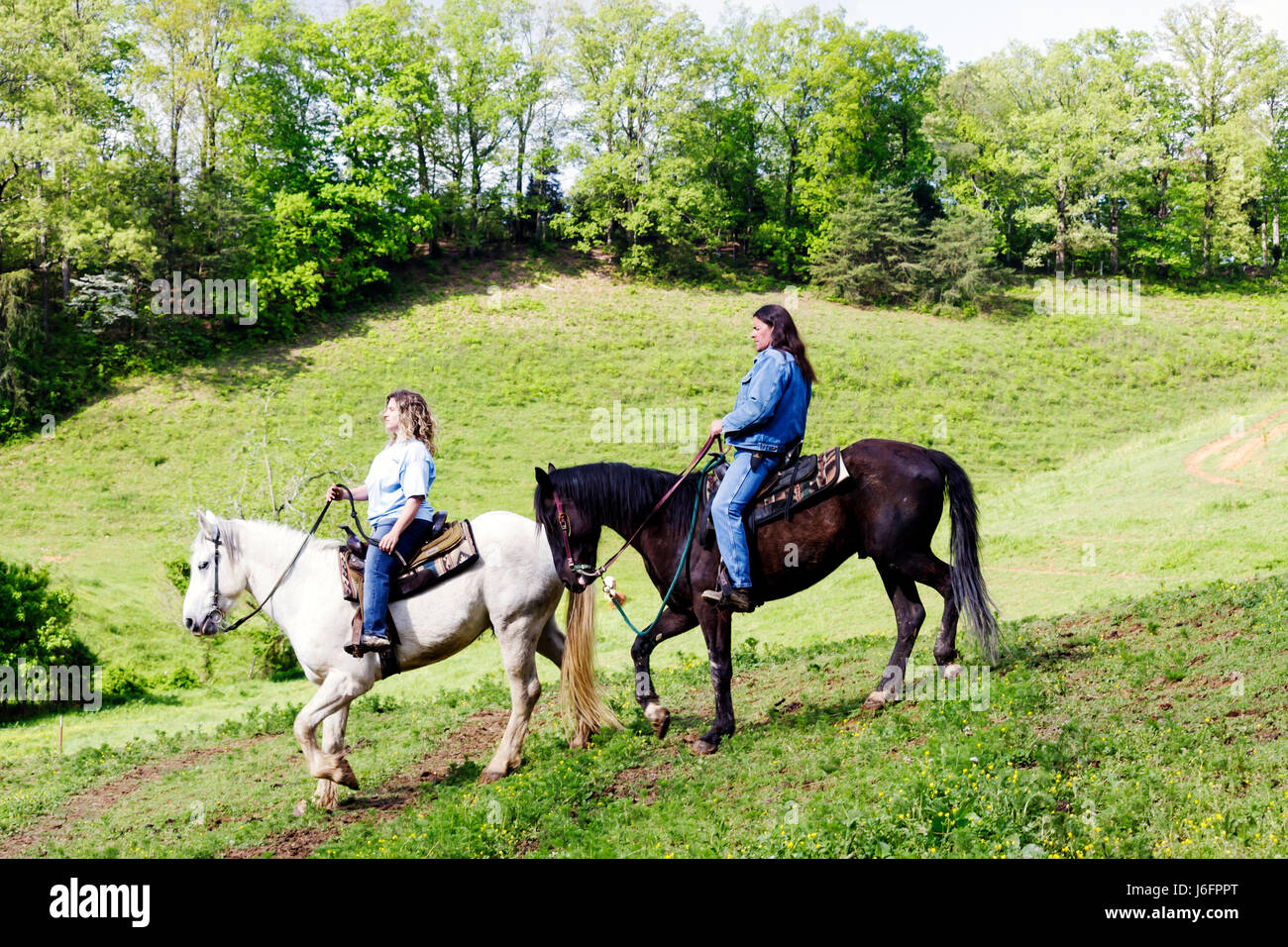 Sevierville Tennessee,Smoky Mountains,Five Oaks Riding Stables