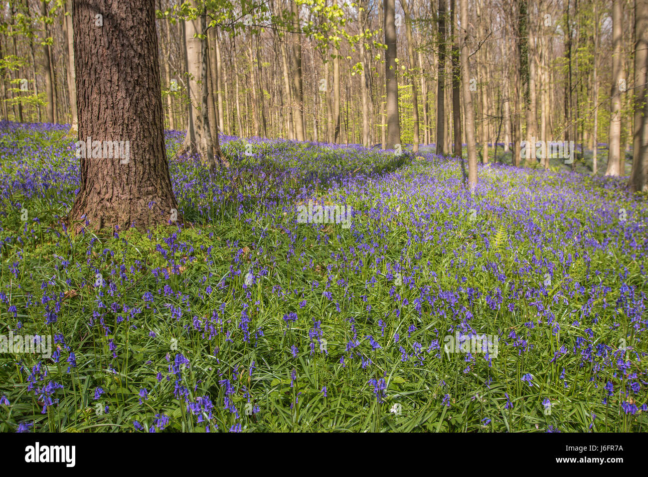 Blue Bell Woods Stock Photos & Blue Bell Woods Stock Images - Alamy