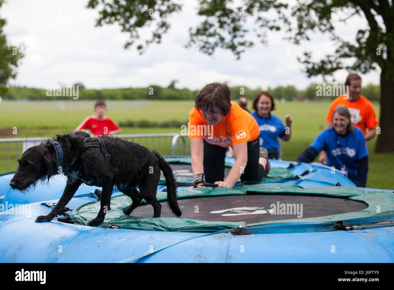 Windsor, UK. 20th May, 2017. Dogs and owners compete in the Muddy Dog