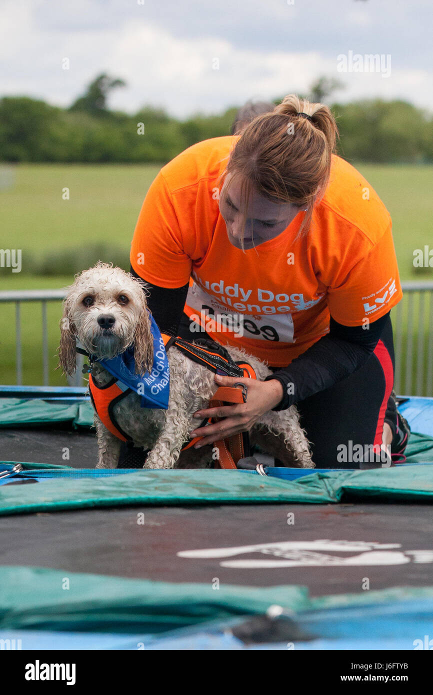 Windsor, UK. 20th May, 2017. Dogs and owners compete in the Muddy Dog