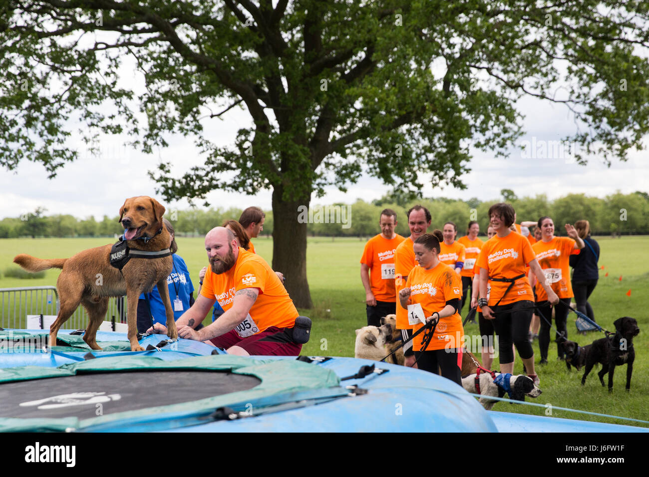 Windsor, UK. 20th May, 2017. Dogs and owners compete in the Muddy Dog