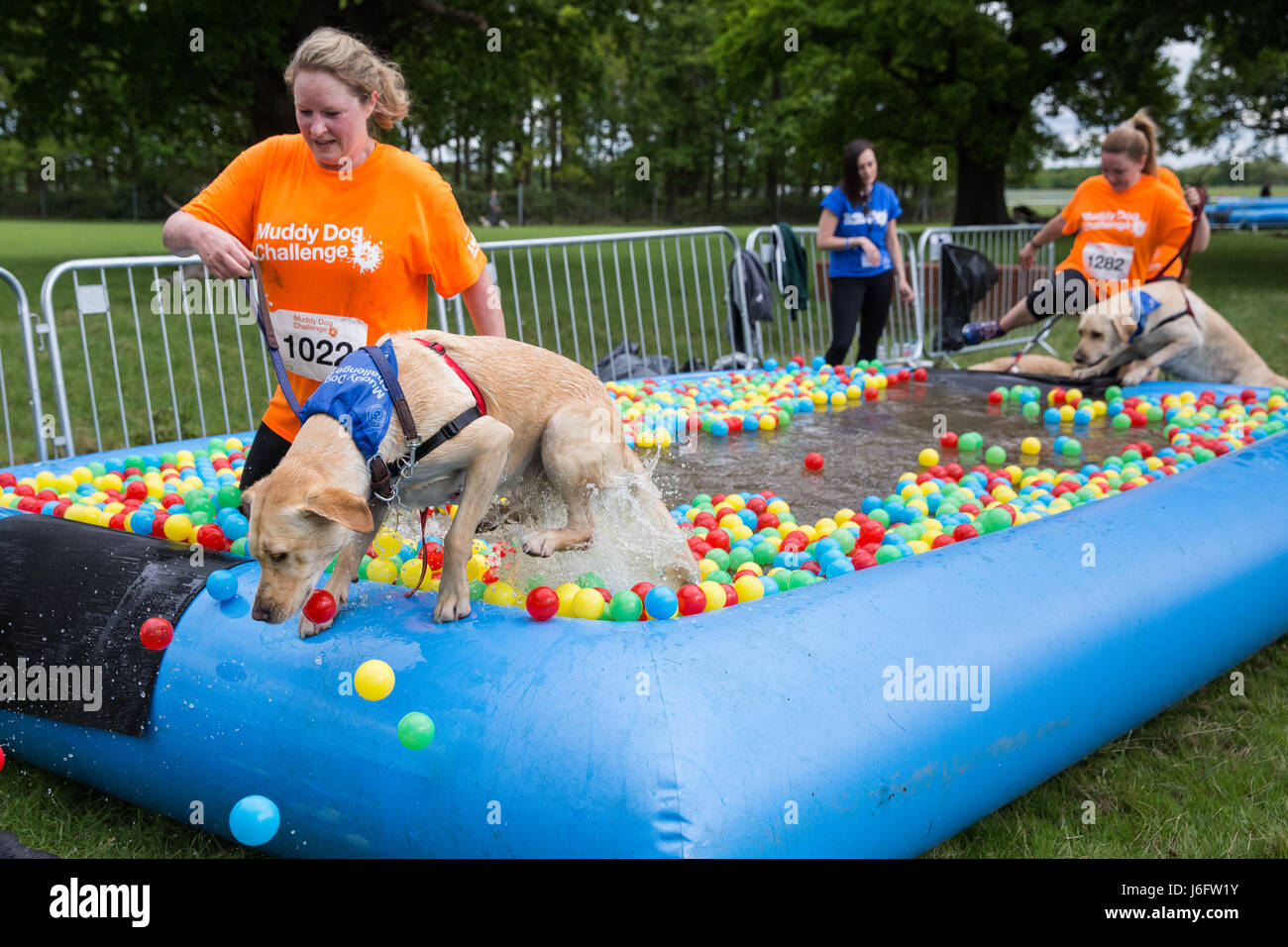 Windsor, UK. 20th May, 2017. Dogs and owners compete in the Muddy Dog