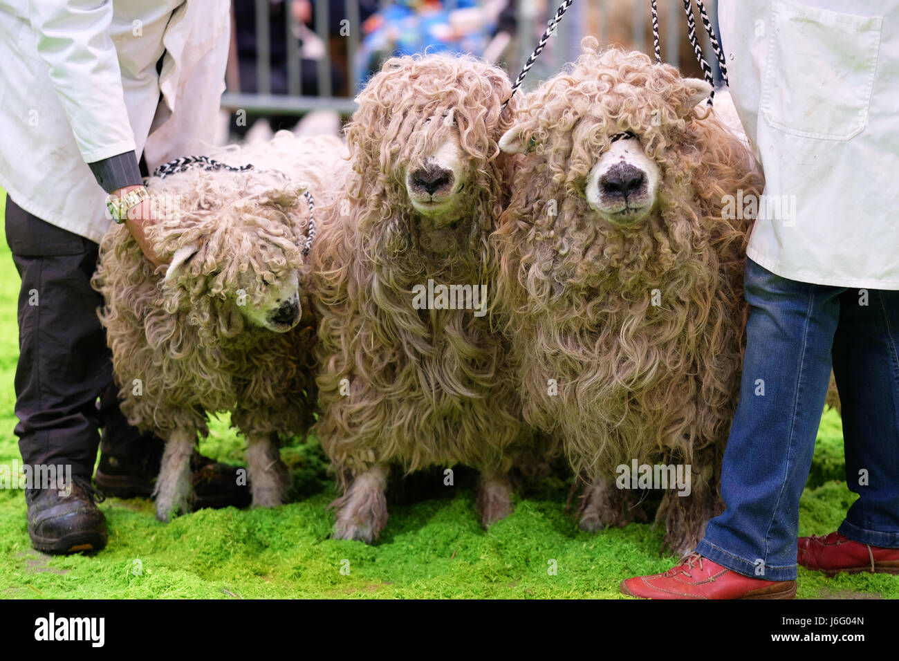 Royal Welsh Spring Festival, Builth Wells, Powys, Wales May 2017 A