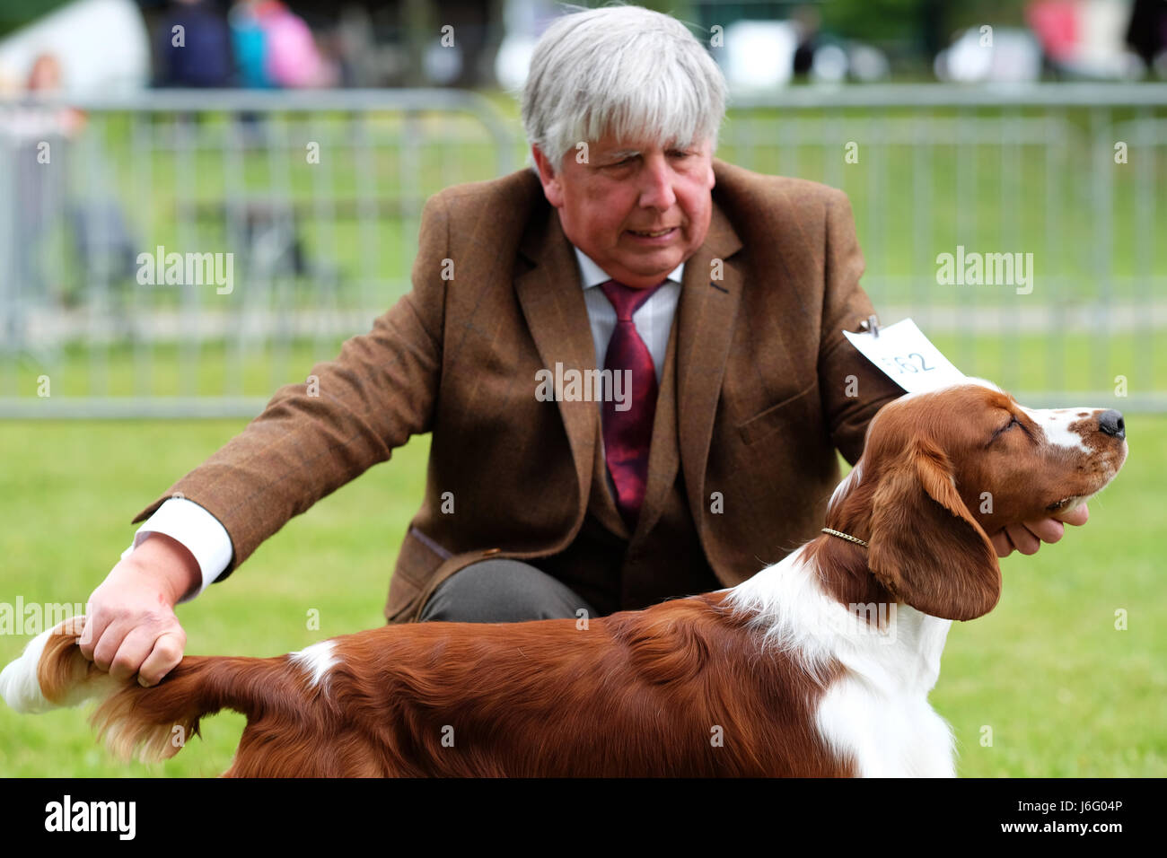Royal Welsh Spring Festival, Builth Wells, Powys, Wales - May 2017 - A competitor in the dog show arena exhibits his Welsh Spring Spaniel dog at the Royal Welsh Spring Festival. This contest feeds into Crufts. Photo Steven May / Alamy Live News Stock Photo