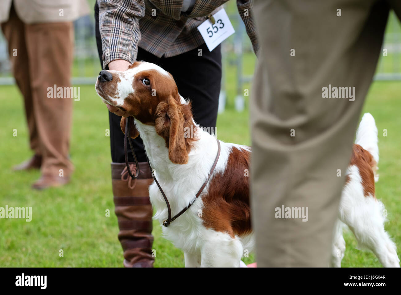Royal Welsh Spring Festival, Builth Wells, Powys, Wales - May 2017 - A competitor in the dog show arena exhibits her Welsh Spring Spaniel dog in front of the judge at the Royal Welsh Spring Festival. This contest feeds through into Crufts. Photo Steven May / Alamy Live News Stock Photo