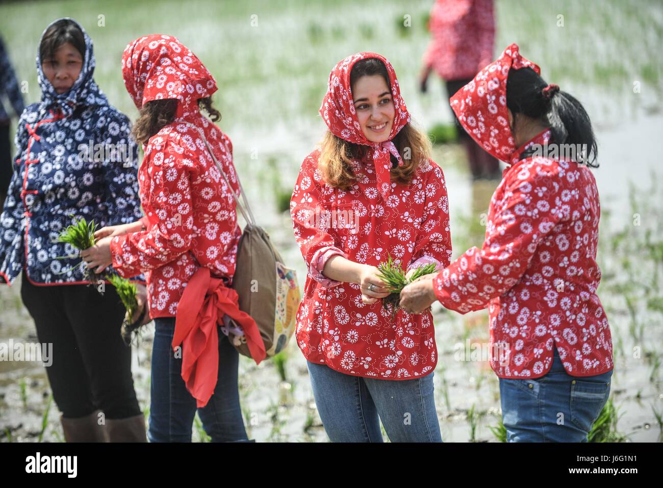 Panjin, Shenyang Normal University experience transplanting rice ...