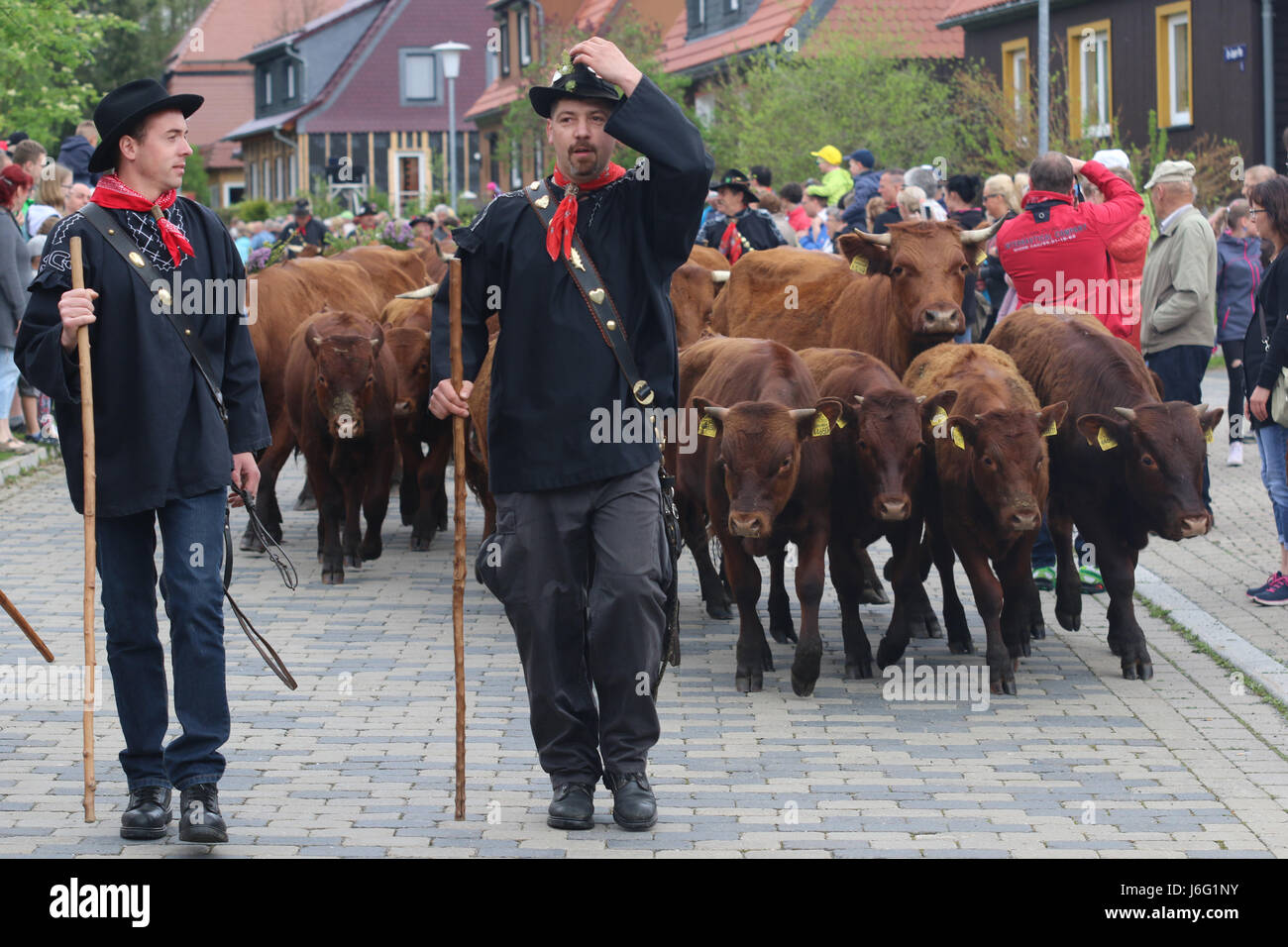 Tanne, Germany. 21st May, 2017. Cow herders march through the town along with their festively attired cows during the traditional Cow Prom in Tanne, Germany, 21 May 2017. The Cow Prom took place under a sunny weather and with many spectators in the small town of Tanne in the Harz mountains. More than 20 cows with colourful head-dresses executed on Sunday a large procession through the town along with their owners. Photo: Matthias Bein/dpa-Zentralbild/dpa/Alamy Live News Stock Photo