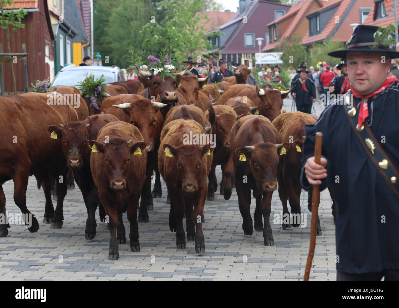 Tanne, Germany. 21st May, 2017. dpatop - Cow herders march through the town along with their cows during the traditional Cow Prom in Tanne, Germany, 21 May 2017. The Cow Prom took place under a sunny weather and with many spectators in the small town of Tanne in the Harz mountains. More than 20 cows with colourful head-dresses executed on Sunday a large procession through the town along with their owners. Photo: Matthias Bein/dpa-Zentralbild/dpa/Alamy Live News Stock Photo