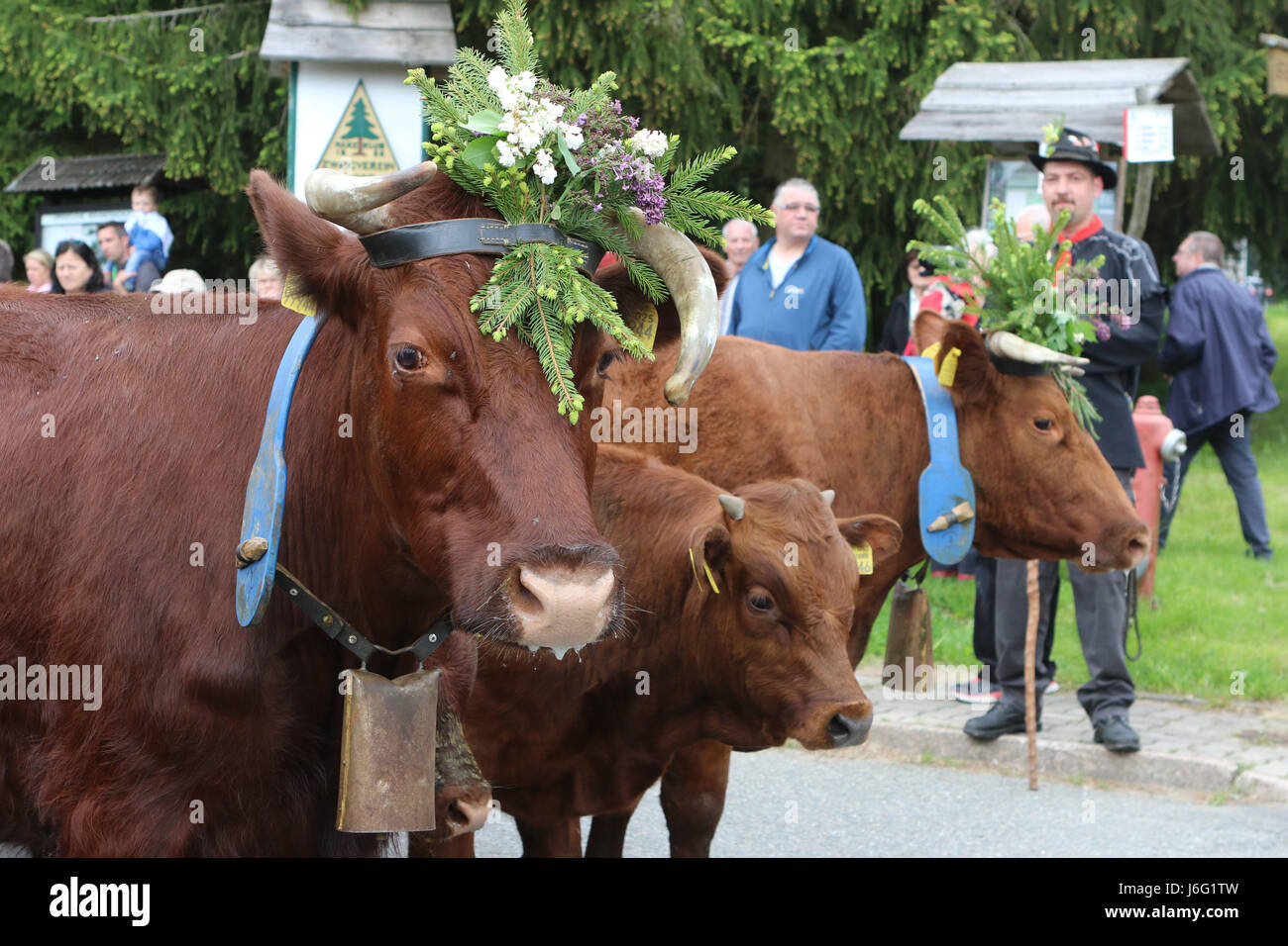 Tanne, Germany. 21st May, 2017. dpatop - Festively attired cows march through the town along with their owners during the traditional Cow Prom in Tanne, Germany, 21 May 2017. The Cow Prom took place under a sunny weather and with many spectators in the small town of Tanne in the Harz mountains. More than 20 cows with colourful head-dresses executed on Sunday a large procession through the town along with their owners. Photo: Matthias Bein/dpa-Zentralbild/dpa/Alamy Live News Stock Photo