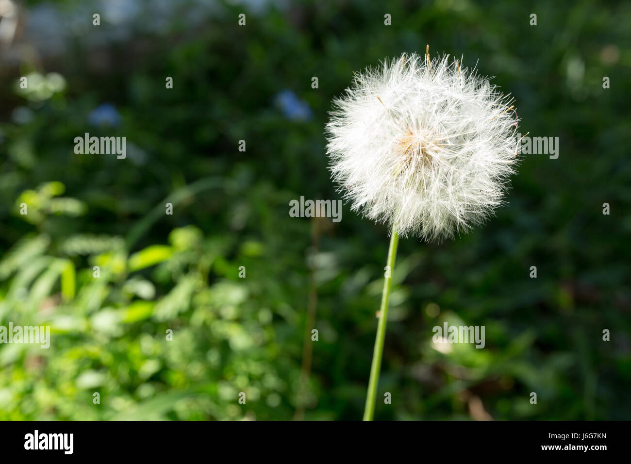 Chaptalia hi-res stock photography and images - Alamy
