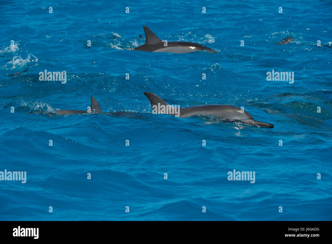spinner dolphin (Stenella longirostris) Stock Photo