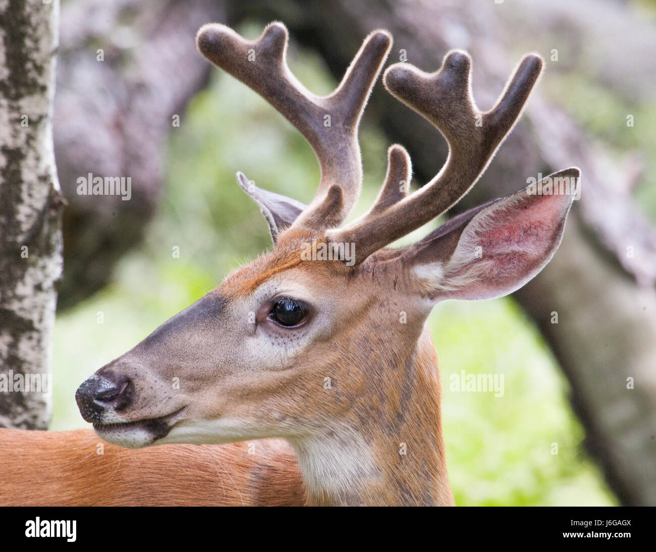 Whitetail Buck Head Shot Close Up Stock Photo