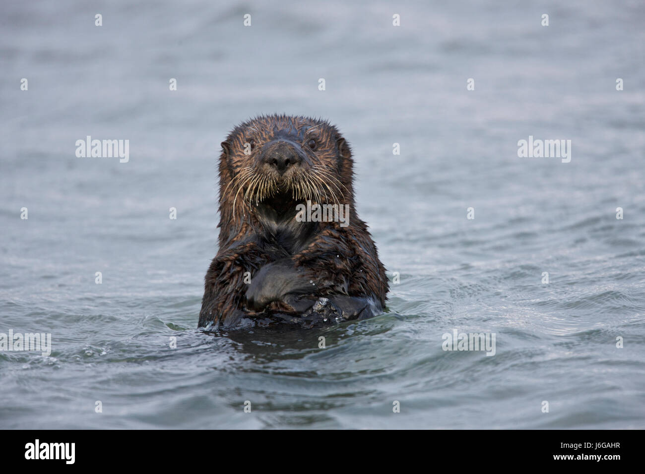 sea otter (Enhydra lutris) North America, USA, California, Moss Landing, Elkhorn Slough. Stock Photo