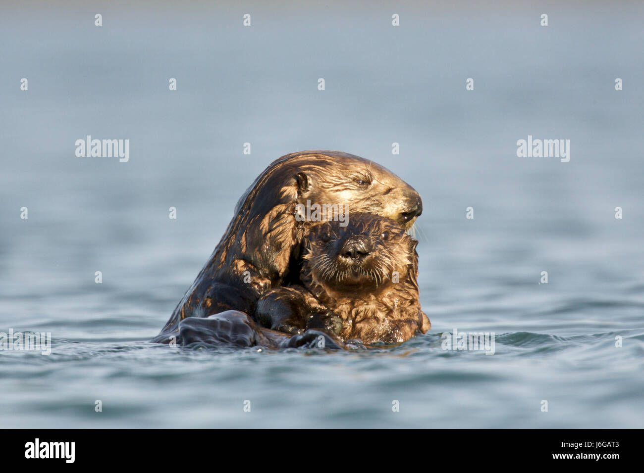 sea otter (Enhydra lutris) North America, USA, California, Moss Landing, Elkhorn Slough. Stock Photo