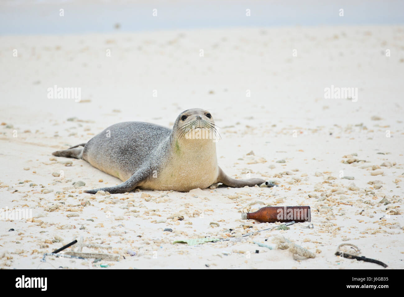 Monk seal, Neomonachus schauinslandi Stock Photo