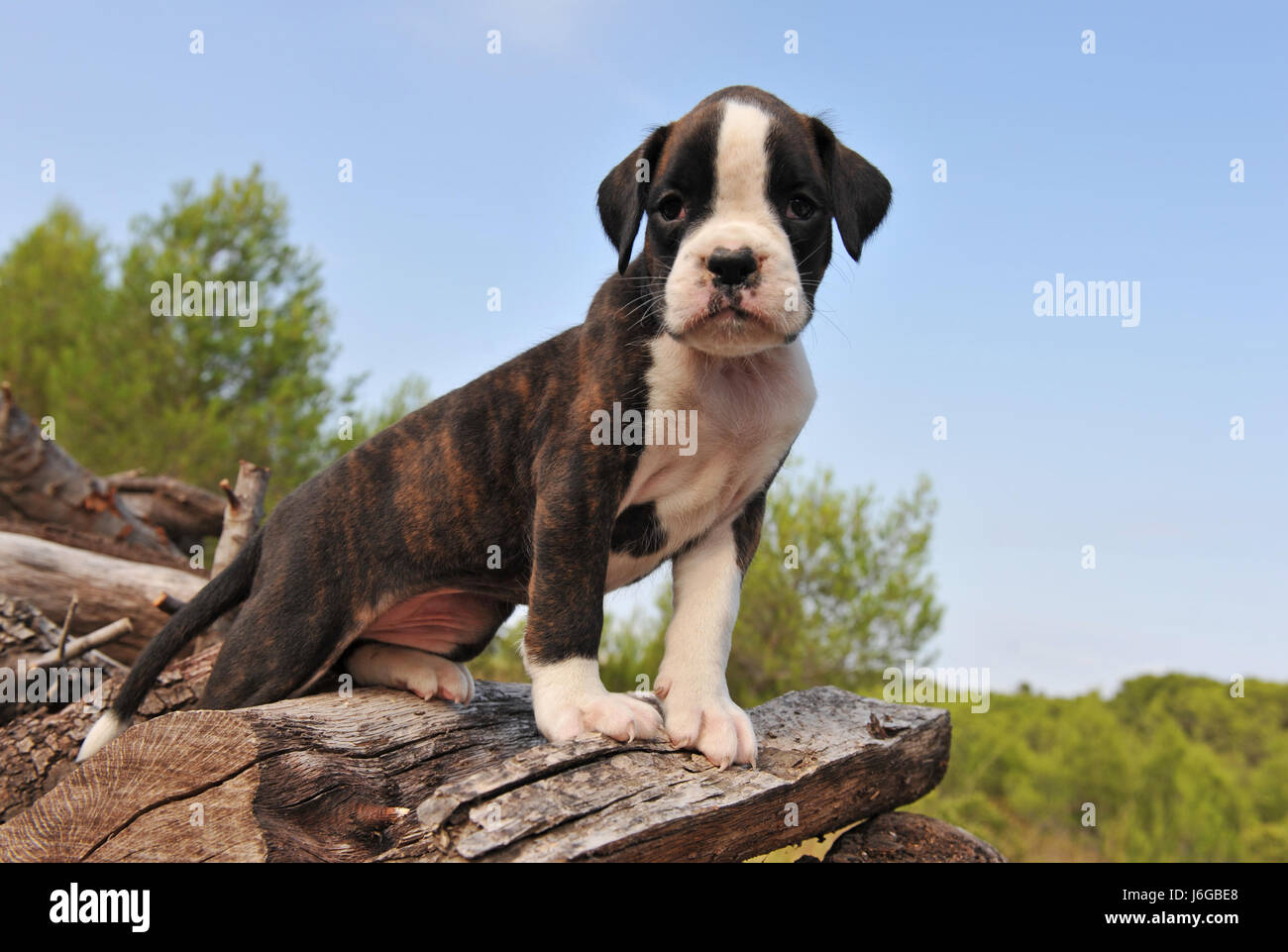 pet small tiny little short dog puppy hood boxer young younger nature brown Stock Photo