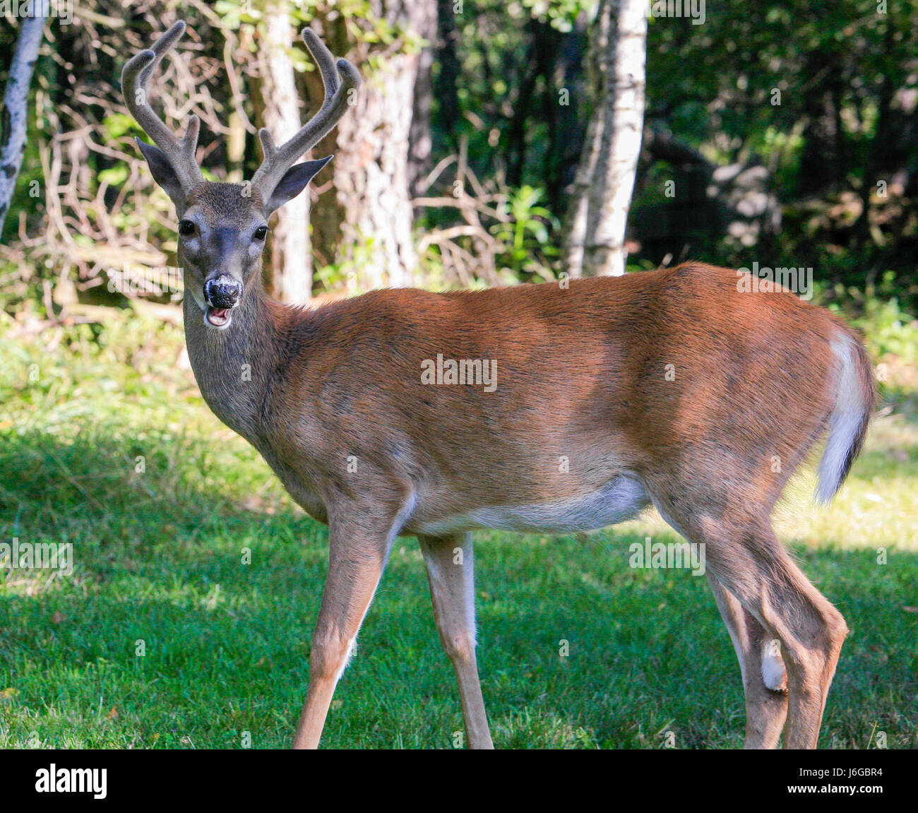 Deer Whitetail 8 Point Buck Stock Photo