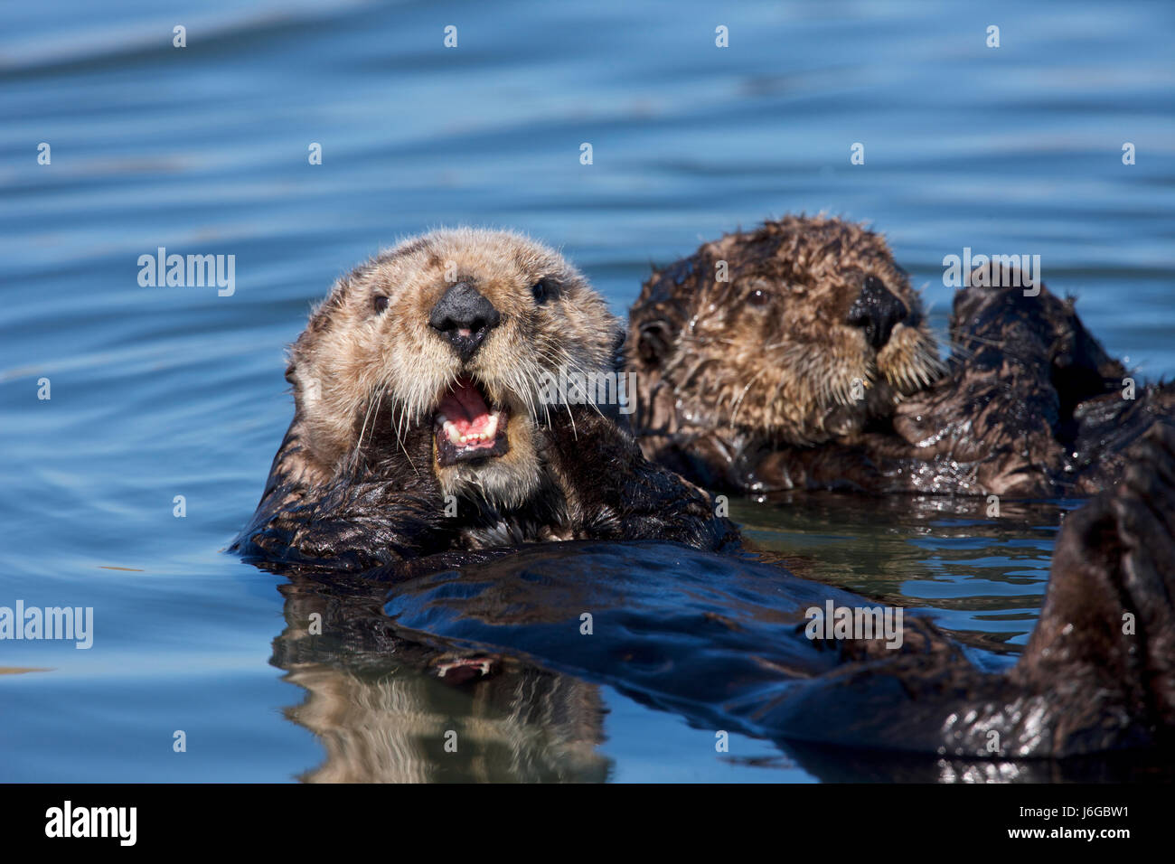 sea otter (Enhydra lutris) North America, USA, California, Moss Landing, Elkhorn Slough. Stock Photo