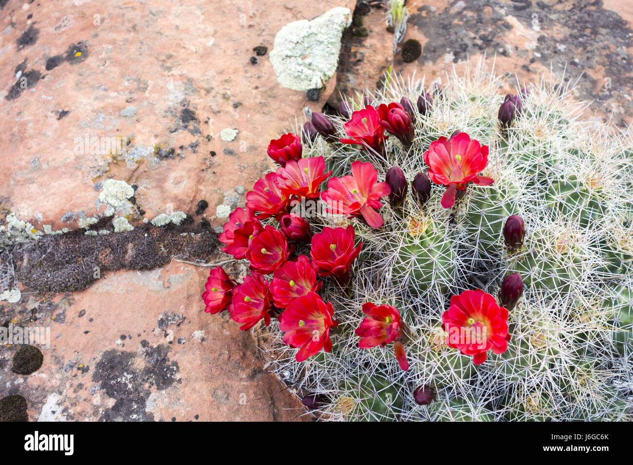 Desert Cactus Flower Bloom during Spring in South Utah Stock Photo Alamy