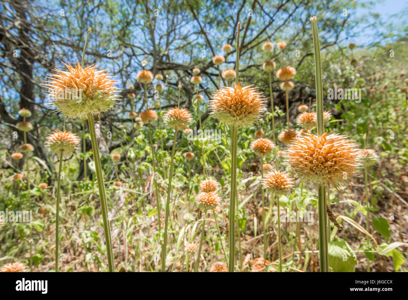 Dozens of tall budding lion’s ear plants, also known as klip dagga, growing in the wild. Stock Photo